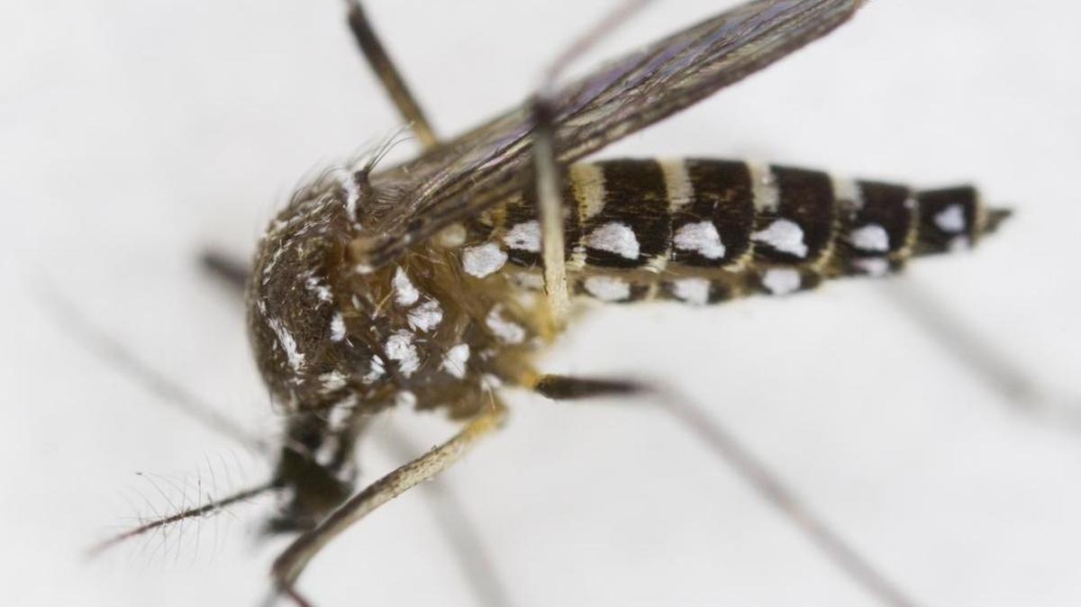A femal Aedes aegypti mosquito capable of spreading a number of infectious diseases, including Zika, dengue, chikungunya and yellow fever. Public officials announced plans to resume spraying for mosquitoes in parts of Broward and Palm Beach counties this week, but Miami-Dade will not spray at all until all residents have power restored, said Gayle Love, a spokeswoman.