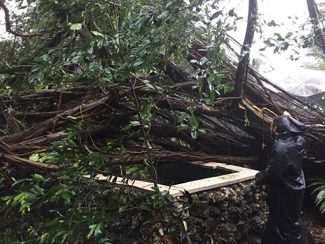 Monkey Jungle in South Miami-Dade suffered extensive damage during Irma. The park is asking for donations to rebuild.
