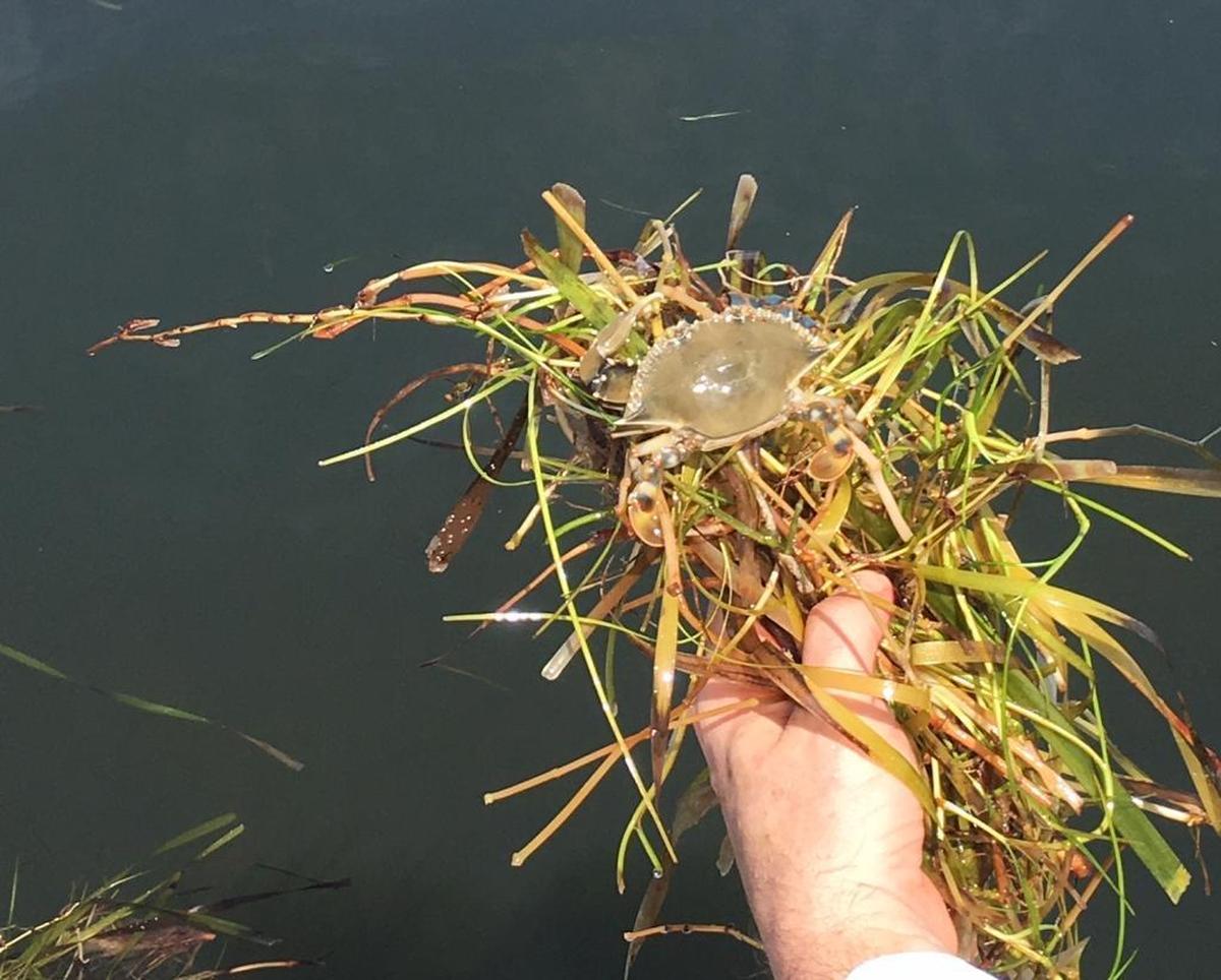 Dead seagrass churned up by Hurricane Irma can draw crab, shrimp and other bait that provide food for bigger fish and wading birds, but can also threaten water quality if too much washes into Florida Bay.