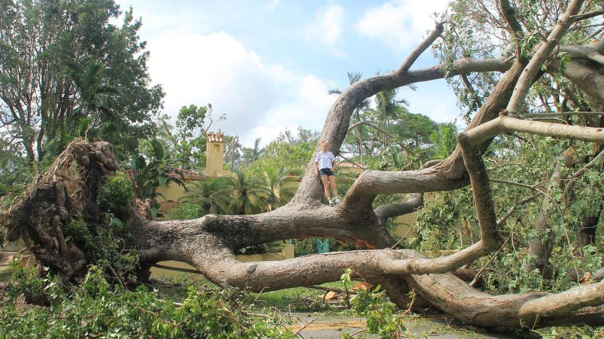 A massive Bombax ceiba tree, estimated to be 60 feet tall and 90 years old, toppled during Hurricane Irma in Coral Gables, covering the entire street. Natalie Viglucci stands on the fallen trunk that dwarfs her house.