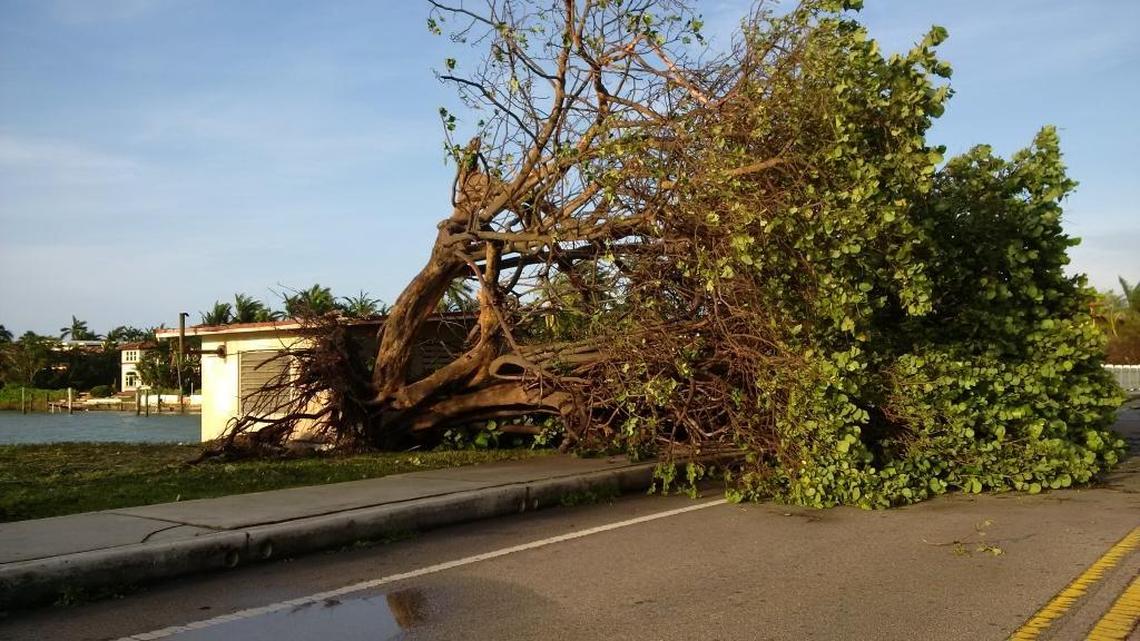 Miami Beach resident Peter Warner clears a fallen tree branch from the Venetian Causeway