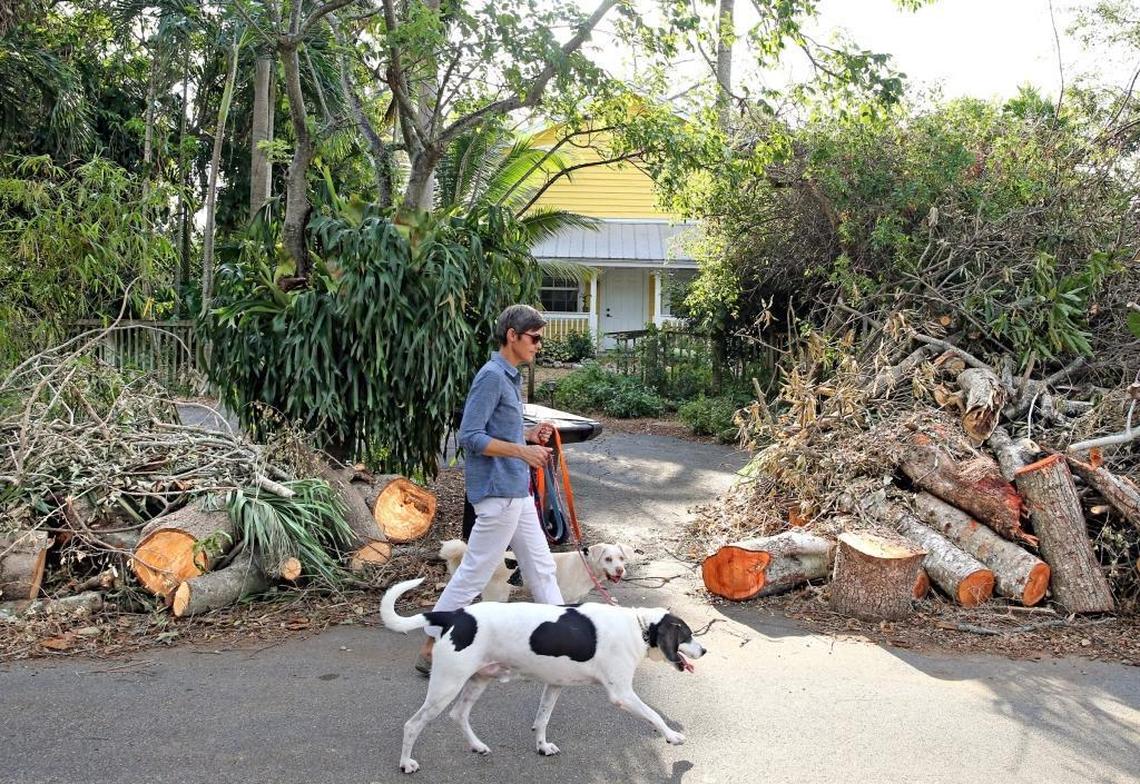 Alexandra Sarno walks her dogs along Southwest 13th Avenue in Fort Lauderdale near tree limbs on the curb that were damaged during Hurricane Irma, Sept. 18, 2017.
