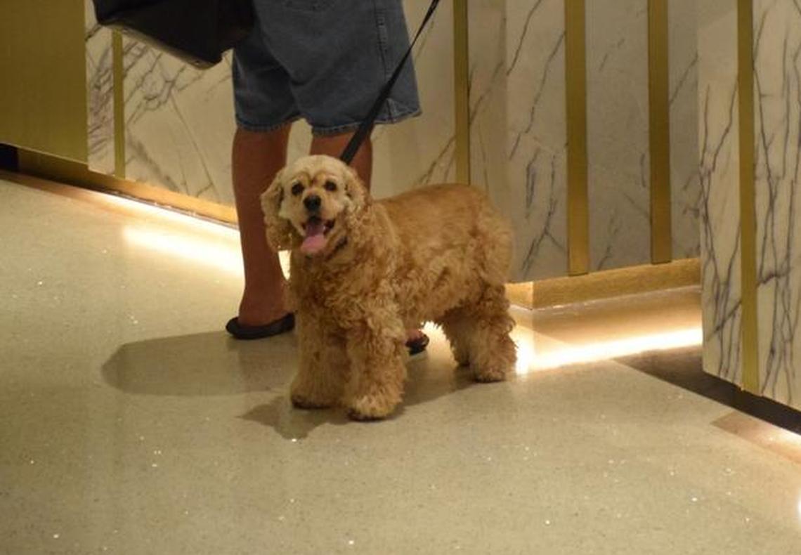 El cocker spaniel de Adam Auster.