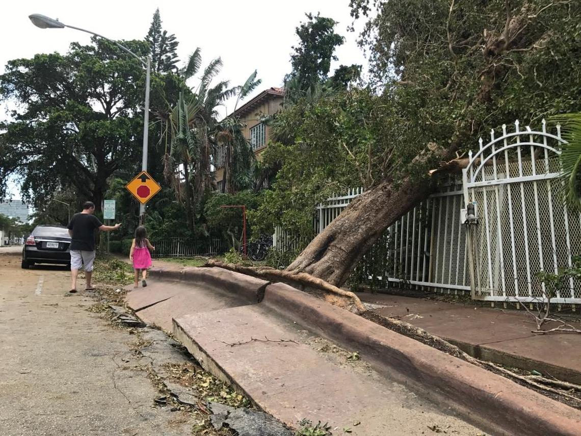 Yoann Bagat, 40, and his 5-year-old daughter Jolie walk back inside after a 40-foot tree crashed into the front of the complex they live in on Jefferson Avenue in Miami Beach.