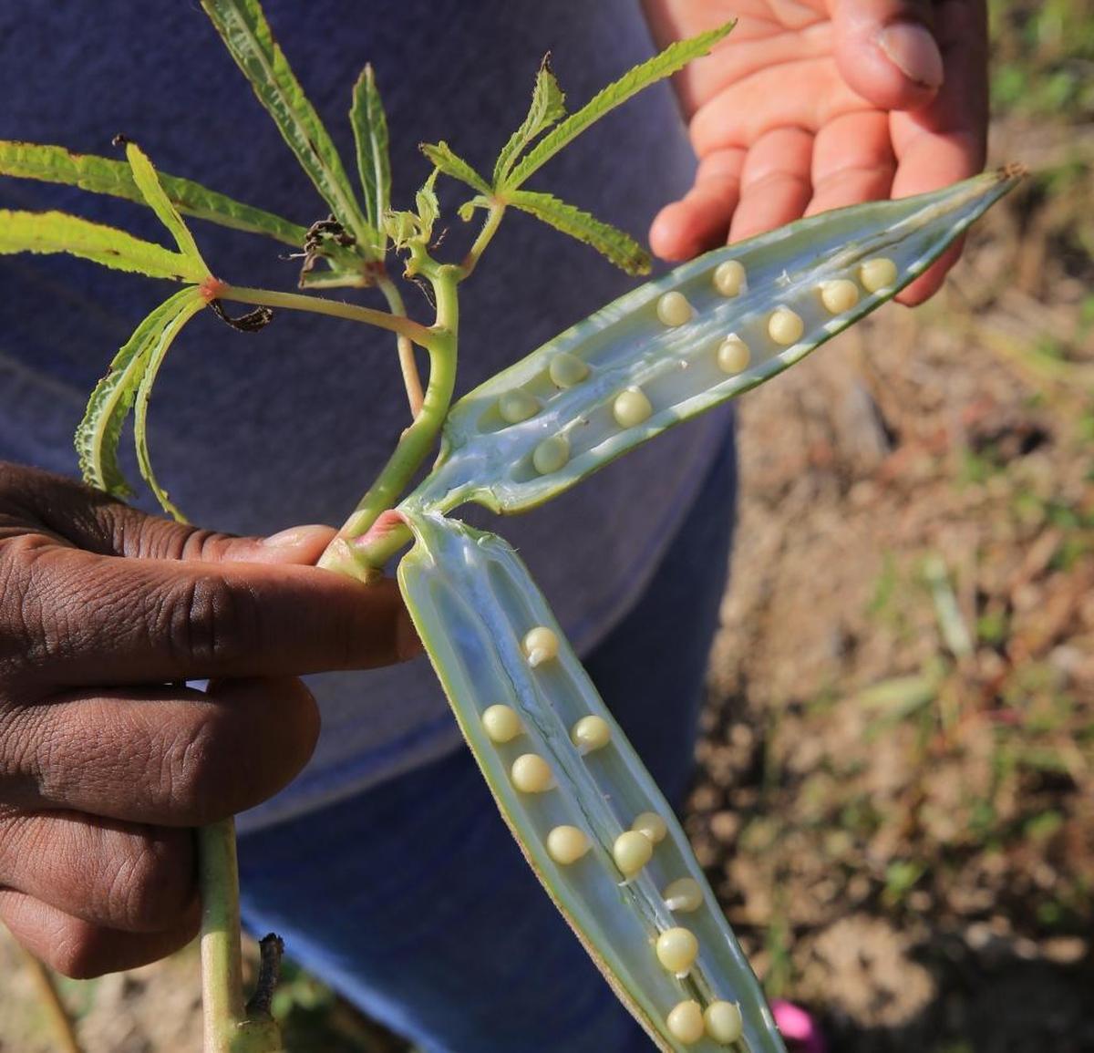 South Dade farmworkers who have no jobs after hurricane Irma severely damaged Homestead and Redland's crops including okra seen here.