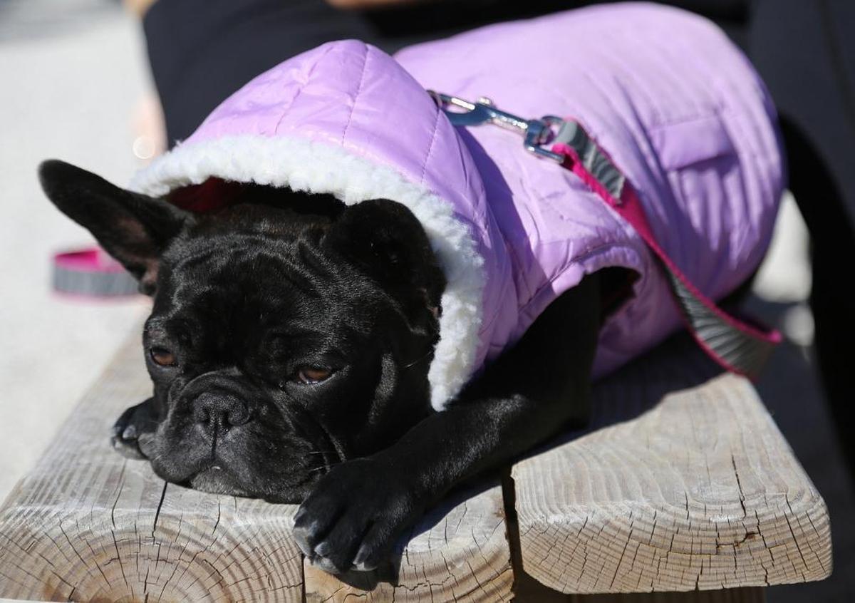 Is it time for the cold dog photo again, South Florida? Perhaps, with temperatures dipping into the 50s by Nov. 18, 2022, and lower in other parts of the state. This is a file photo featuring a French bulldog, Ms. Tata, staying warm in a sun dress in Wynwood Yard on Dec. 10, 2017, during chilly temperatures in South Florida.