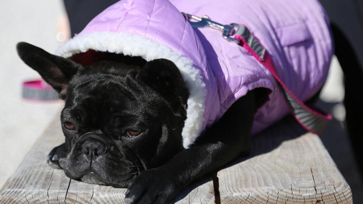 The French bulldog Ms. Tata was bundled up for recent cold weather in early December in Wynwood Yard during Art Miami. Temperatures are expected in the low 50s in the new year.