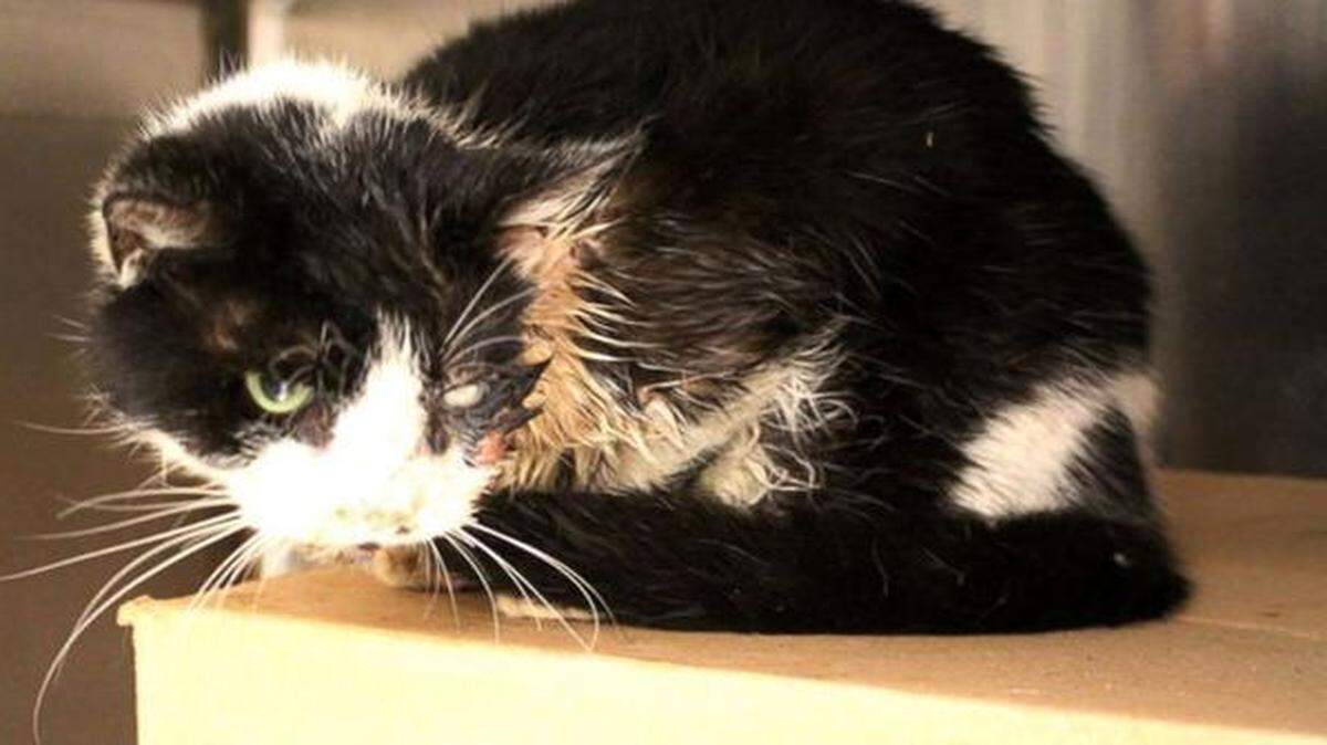
Bart, 1 1/2, was dehydrated and hungry with a broken jaw, a ruptured eye and a torn-up face. “It was unbelievable,” said his owner Ellis Hutson of Tampa.
