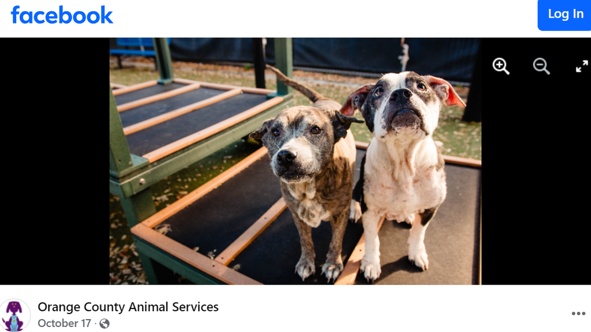 Two Florida dogs with a close relationship were adopted into the same home.
