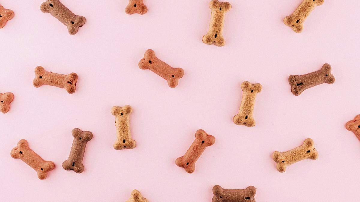 Chihuahuas were named the most popular breed in the United States.