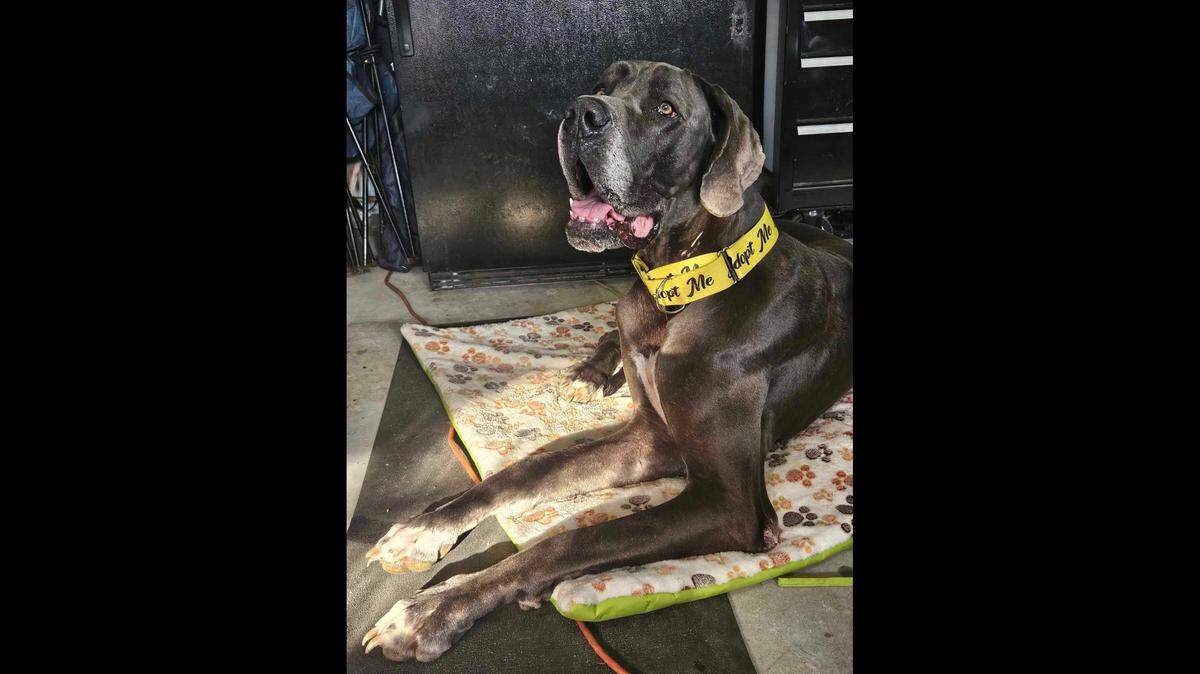 The 150-pound dog was adopted before he returned to the Florida animal rescue.