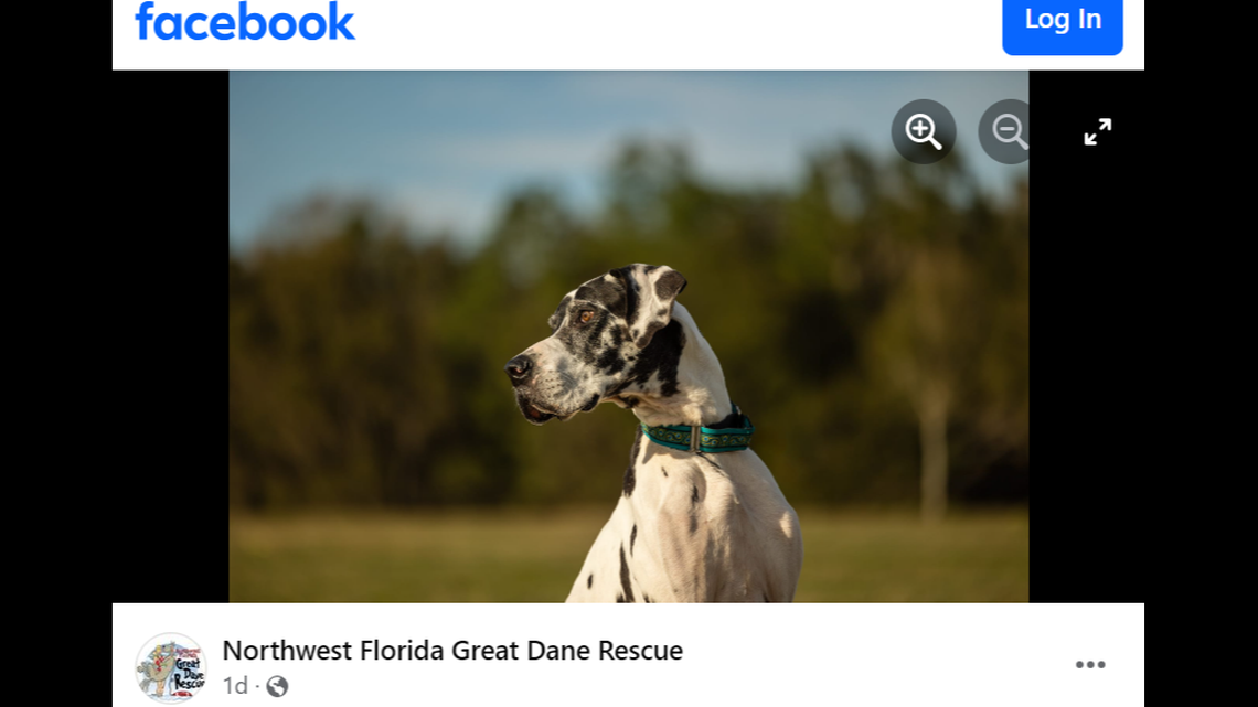 Cletus is described as a “gentle giant” and a “social butterfly.”