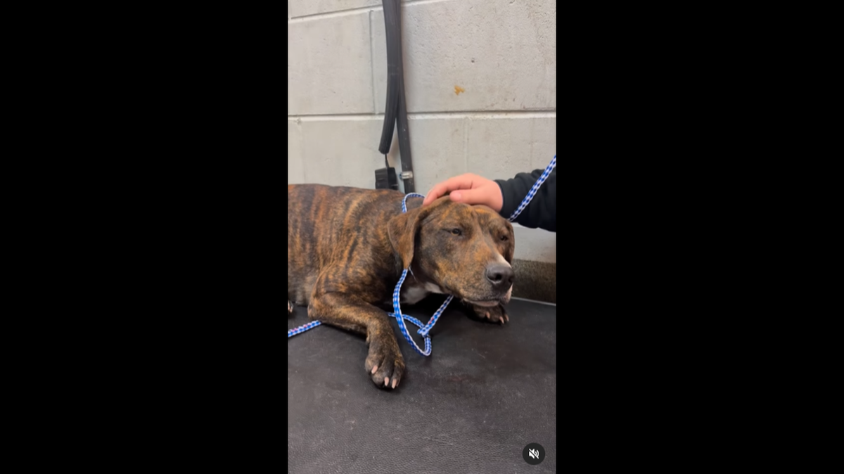 A scared dog was saved along I-95 in Florida, video shows.