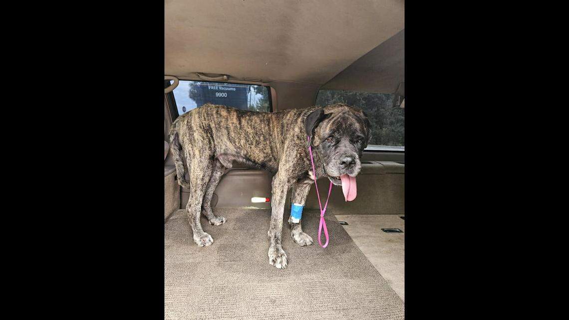 Gator the dog got a fresh start after he “went through hell,” rescuers said.