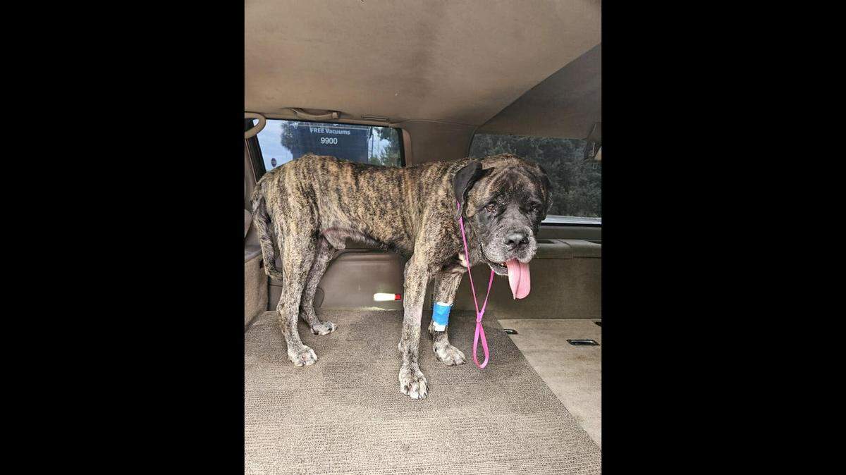 Gator the dog got a fresh start after he “went through hell,” rescuers said.
