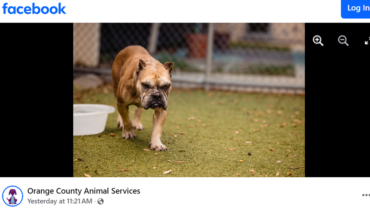 A dog who keeps returning to a Florida shelter waits for her next owner.