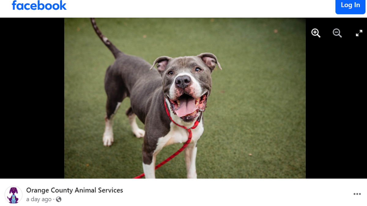 The “sweet” Florida dog is waiting for a second chance.
