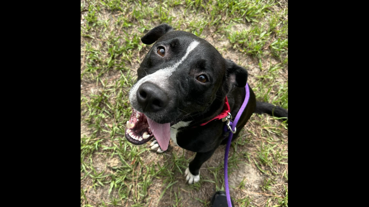 A Florida dog struggling in a shelter is up for adoption.