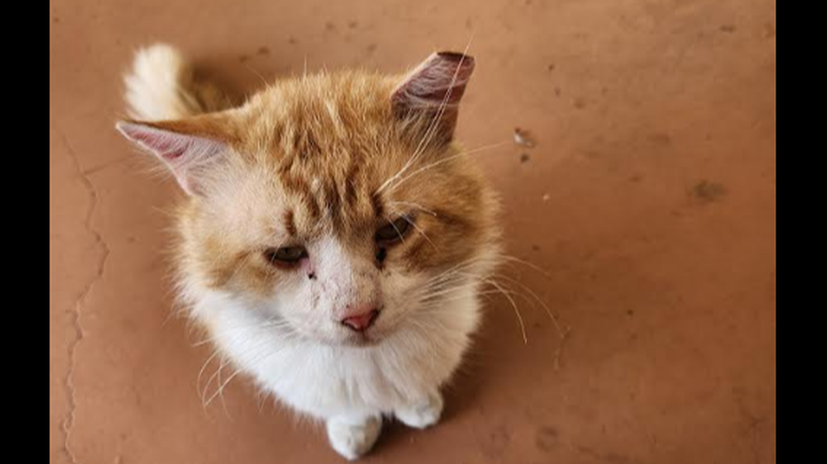 George the cat walked nearly 3 miles after his bold escape.