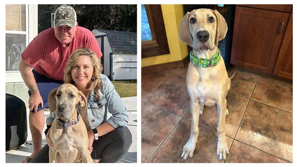 Several dogs got new owners after an “urgent” rescue in Florida.