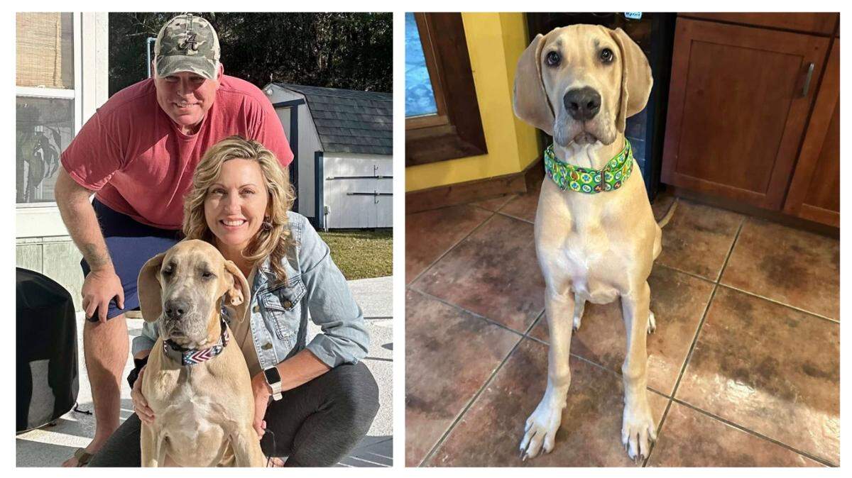 Several dogs got new owners after an “urgent” rescue in Florida.