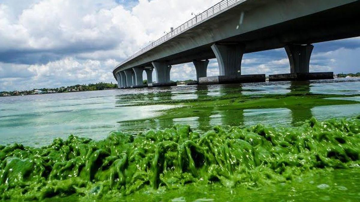 Algae sullies the shore along Sewall’s Point in Martin County.