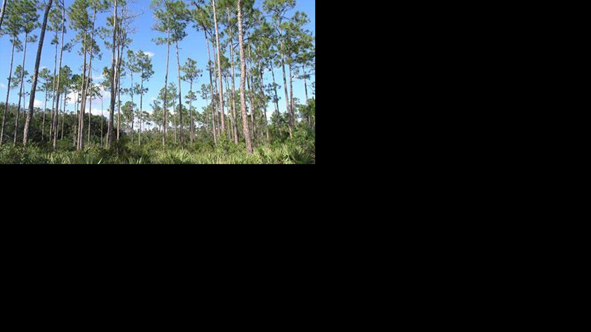 
A view of the pine rocklands near Zoo Miami in Southwest Miami-Dade.

