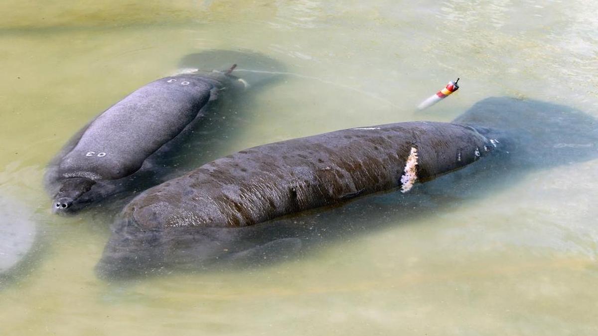 Manatees rescued in Key Largo last year were nursed back to health at Miami Seaquarium before being released.