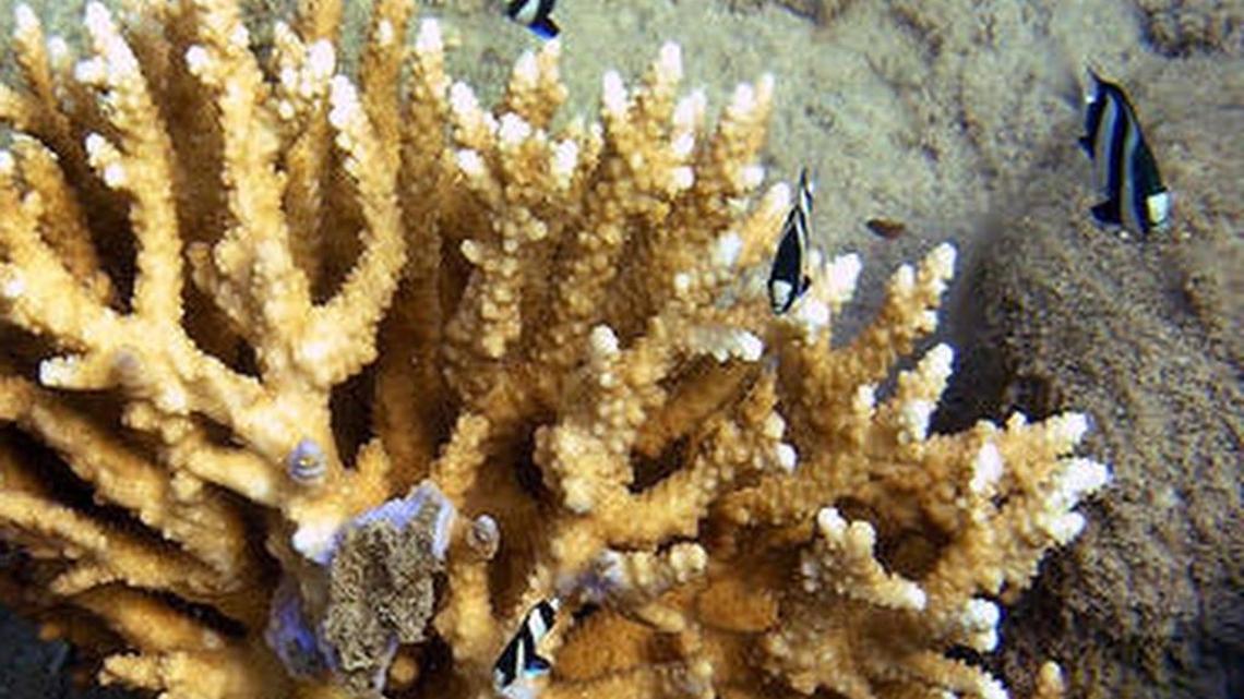 Pollution, destructive human activity and ocean warming have taken a toll on coral reefs along Florida’s coast.