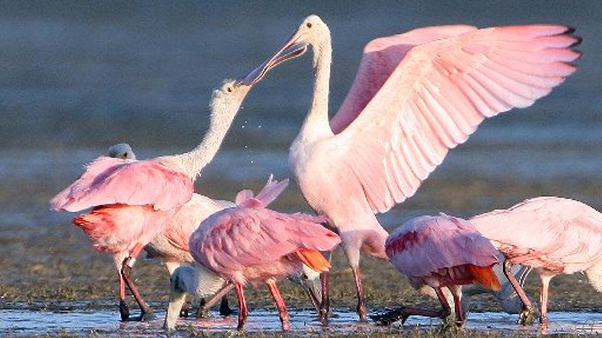 
Roseate spoonbills claim a spot in the shallows of Snake Bight in Florida Bay in Everglades National Park.
