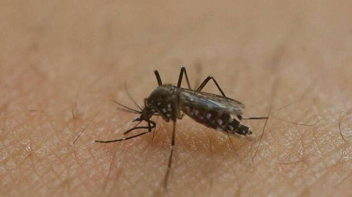 Zika virus is carried by mosquitoes and can also be passed on through sexual contact.