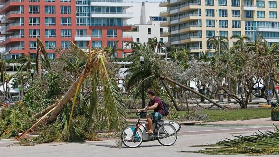 A man riding a bike at South Pointe Park past some of the thousands of trees damaged by Hurricane Irma.