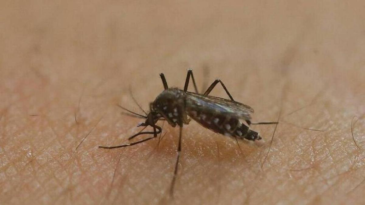 Zika virus is carried by mosquitoes and can also be passed on through sexual contact.