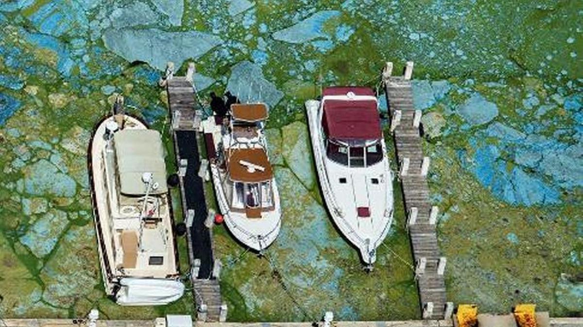 In Stuart last year, docked boats were surrounded by blue-green algae.