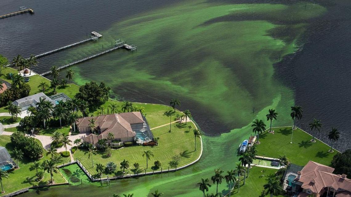 Aerial photo shows blue-green algae enveloping an area along the St. Lucie River in Stuart as a result of pollutants in the water.