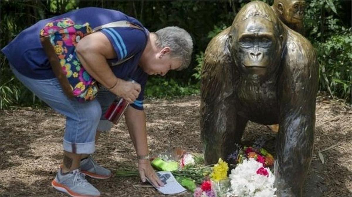 Many have paid their respects to Harambe outside the gorilla exhibit at the Cincinnati Zoo.