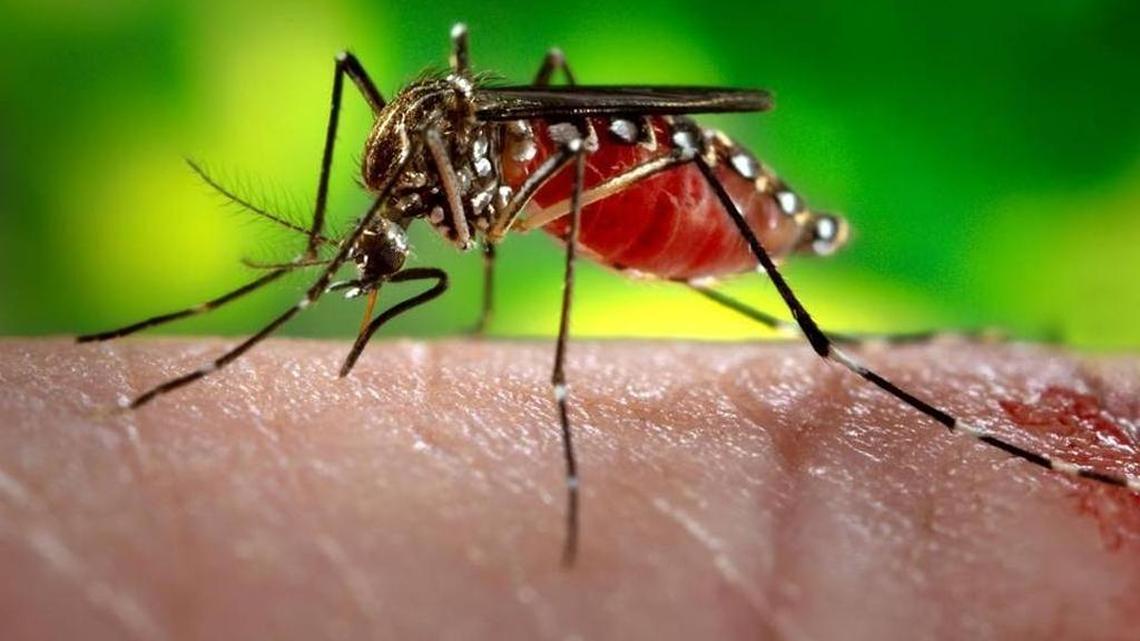 The female Aedes aegypti mosquito carries the Zika virus.
