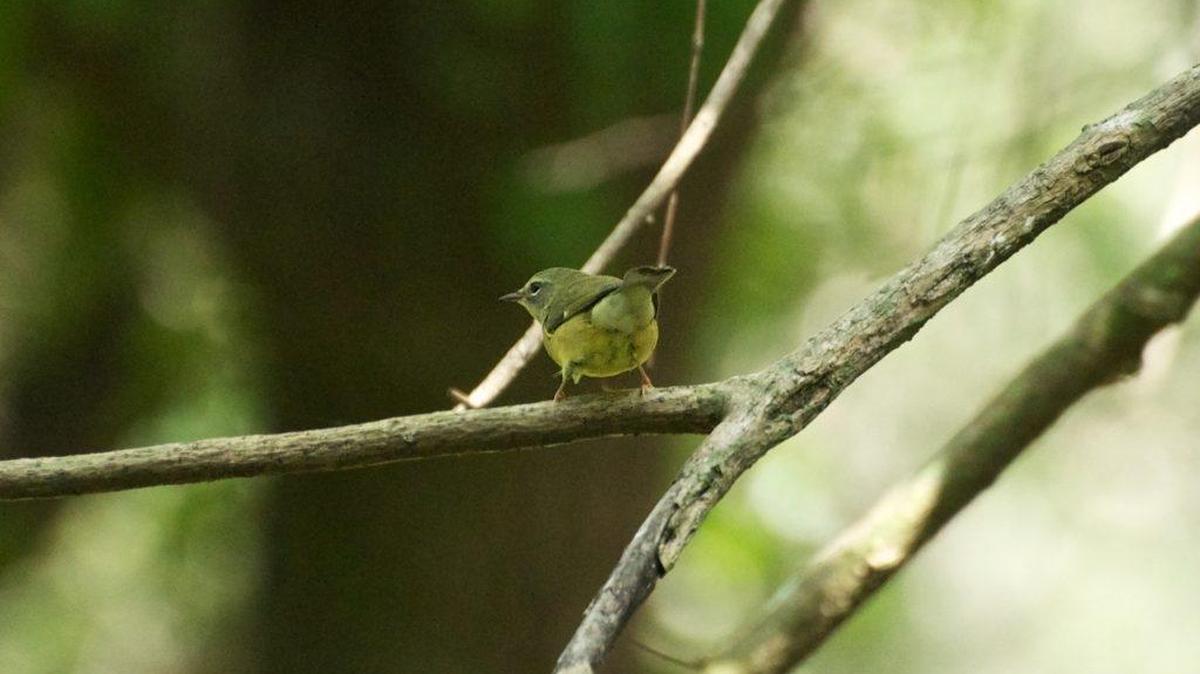 Black-throated Blue Warbler rests on a tree in Kendall Indian Hammocks Park.