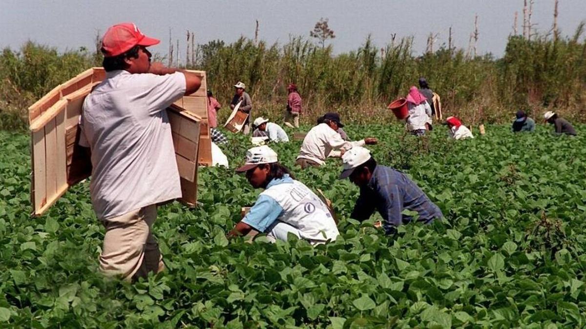 Thanks to work being done at the University of Florida, farmers will soon be equipped with gadgets that do some farm jobs faster and better than people can. In Homestead, the hard labor is still done by migrant workers.