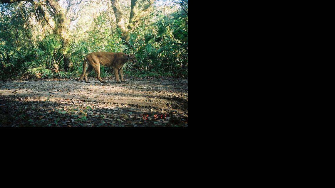 
ENDANGERED: A male Florida panther in the wild.
