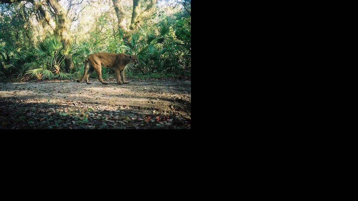 
ENDANGERED: A male Florida panther in the wild.
