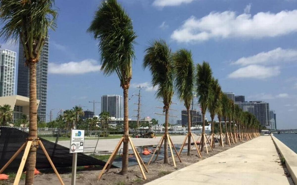 Parcel B, county-owned land behind AmericanAirlines Arena that the Miami Heat uses as a parking lot, got spruced up with palm trees in 2017.