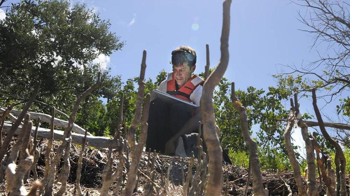A researcher examines the vegetation in the Florida Everglades.