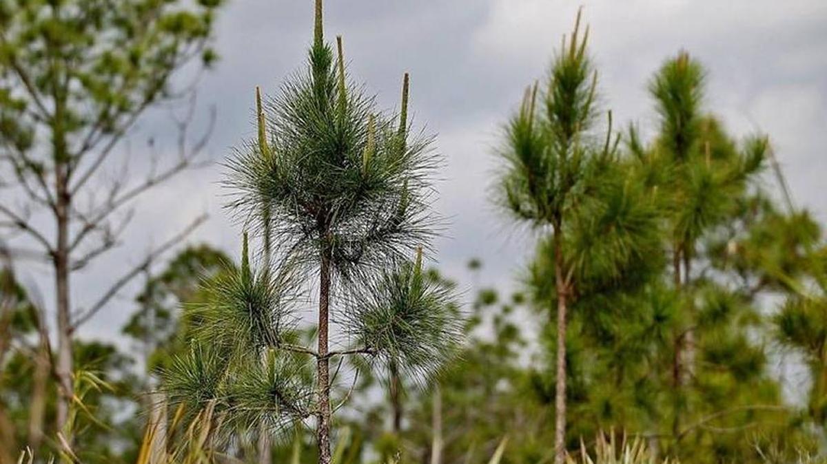 Miami-Dade County restored overgrown pine rockland at Larry and Penny Thompson Park.