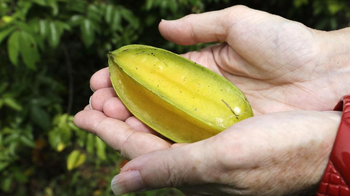 
Carambolas are among the many fruits that have been quarantined in Miami-Dade County due to an Oriental fruit fly outbreak.
