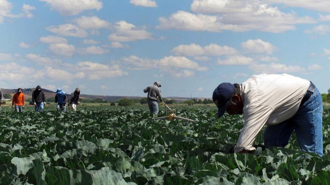 Farmworkers in a cabbage field near King City, California.