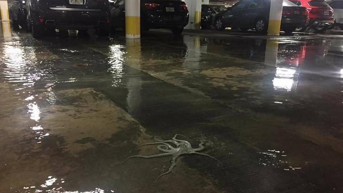 Last month’s king tide carried an octopus into a parking garage in Miami Beach. Workers put it back in the ocean.