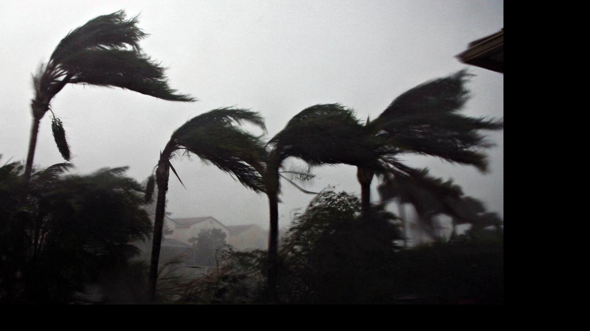 
HURRICANE SEASON: Palm trees bend in the winds of Hurricane Wilma as the storm makes landfall in South Florida in October of 2005. It was the last major windstorm to hit the state. 
