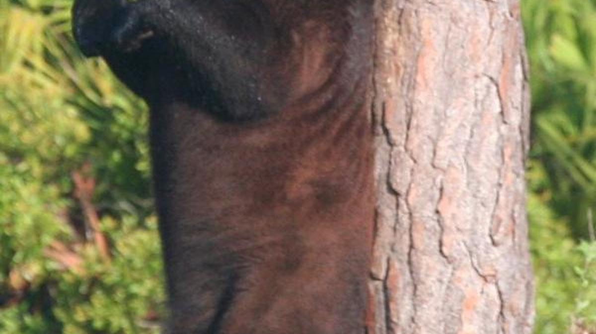 Hundreds of Florida bears like this one, pictured in the Everglades, have been killed in recent state-authorized hunts.