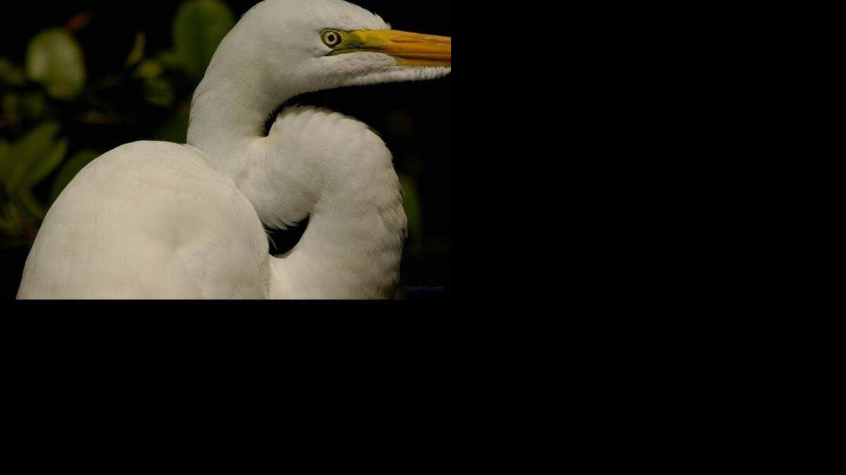 
HABITAT: Great egret makes its home in the Biscayne Bay Aquatic Preserve.
